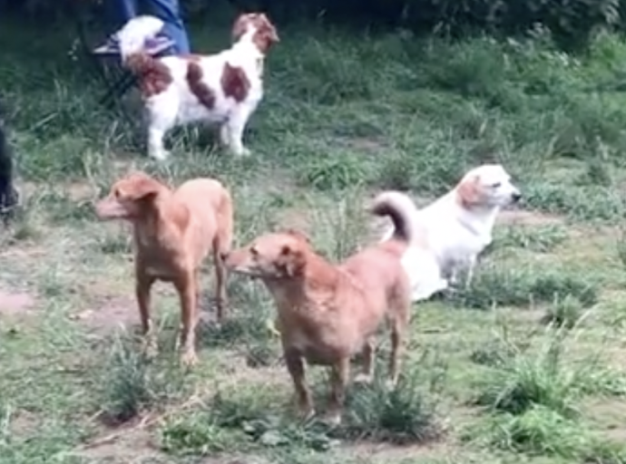 Cuidado Con El Perro
